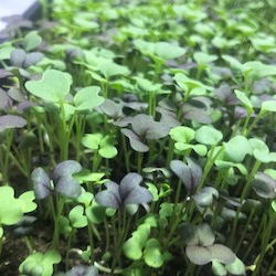 Indoor Gardening Tips: How to Grow Micro Greens at Home