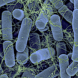 What Are Microbes and Do You Need Them in Your Garden?