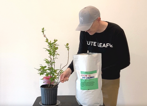 How To Feed Your Plants GROW XL Organic Fertilizer in Your Garden.